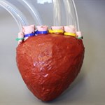دانشمندان یک قلب تپنده ی مصنوعی را با فوم درست کردند