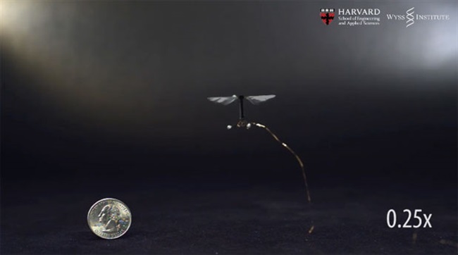 زنبور روباتیکی که توانایی پرواز در زیر آب را دارد