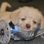 توله سگ بانمک و با پشتکار دو پا به کمک پرینتر سه بعدی دارای صندلی چرخدار شد