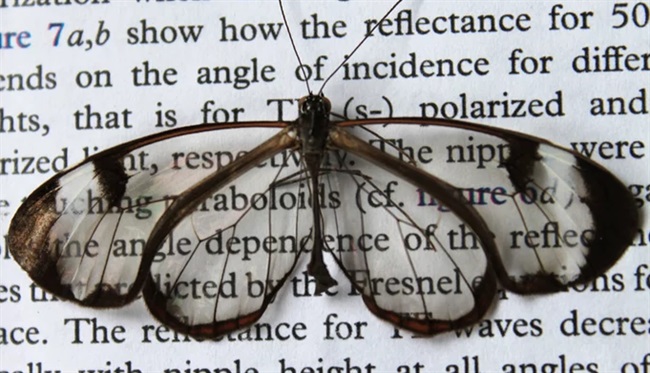 احتمال ساخت صفحاتی  با بازتاب نور کم با الهام از بال پروانه