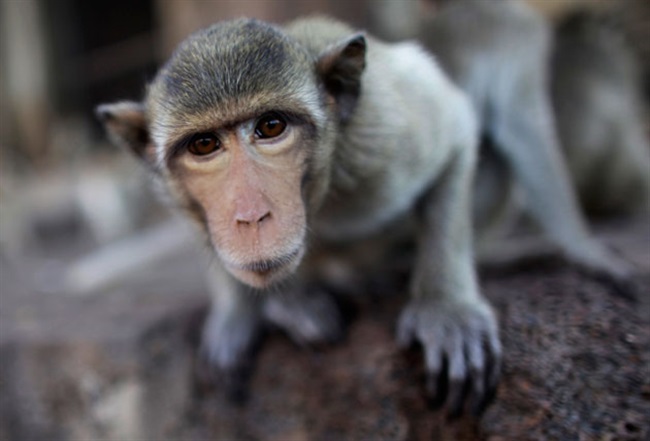 میمون ممکن است اولین حیوان پستانداری باشد که عمل جراحی پیوند سر رویش انجام میشود