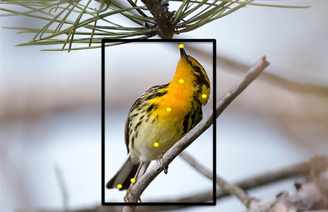 وب سایتی با قابلیت تشخیص نوع پرندگان از طریق عکس
