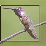 این وب سایت گونه پرندگان موجود در عکس را شناسایی می کند