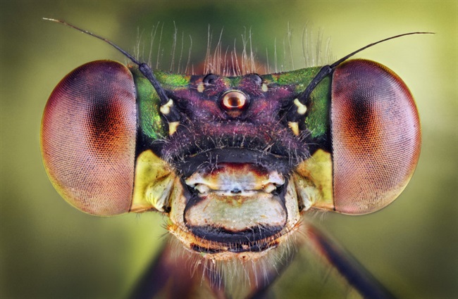 محققان چشم های چندوجهی حشرات را در پهبادها بکار می برند