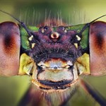 محققان چشم های چندوجهی حشرات را در پهبادها بکار می برند