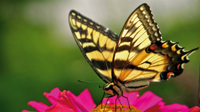 رازهای نهفته در پروانه ها برای متحول کردن انرژی خورشیدی