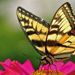 رازهای نهفته در پروانه ها برای متحول کردن انرژی خورشیدی