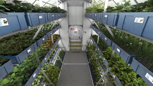 سبزیجات فضایی به زودی در منوی غذای فضانوردان