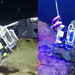 نگه دارندگان رباتی نرم ، دستی ظریف برای جستجوهای زیر دریا
