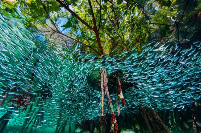 بهترین عکس های زیر آب سال در سال 2016