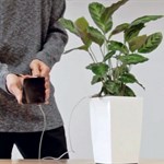 گیاهی که در خانه ی شماست به زودی میتواند گوشیتان را شارژ کند