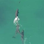 هواپیماهای بدون سرنشین لحظه‌ی نادری که نهنگ‌ها، کوسه‌ی جوان را به پایین می‌کشند را فیلم برداری می‌کند.