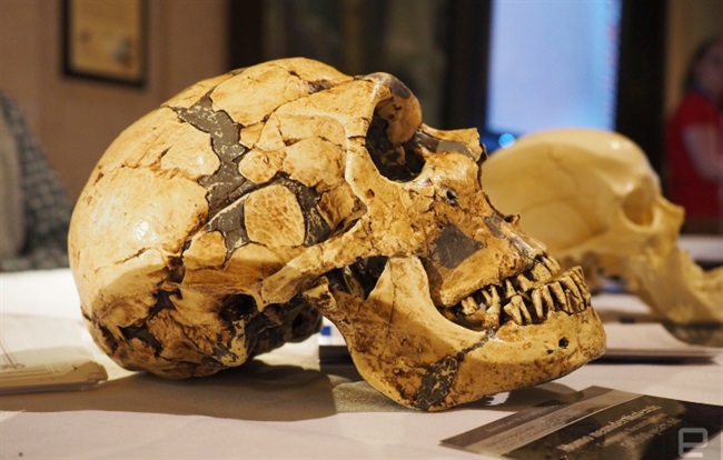 یک فسیل بسیار نادر جلوه خاصی را به موزه تاریخ طبیعی بخشید