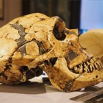 یک فسیل بسیار نادر جلوه خاصی را به موزه تاریخ طبیعی بخشید