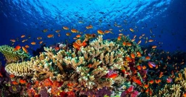 نظر اخیر دانشمندان: حفظ صخره مرجانی 