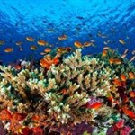 نظر اخیر دانشمندان: حفظ صخره مرجانی 