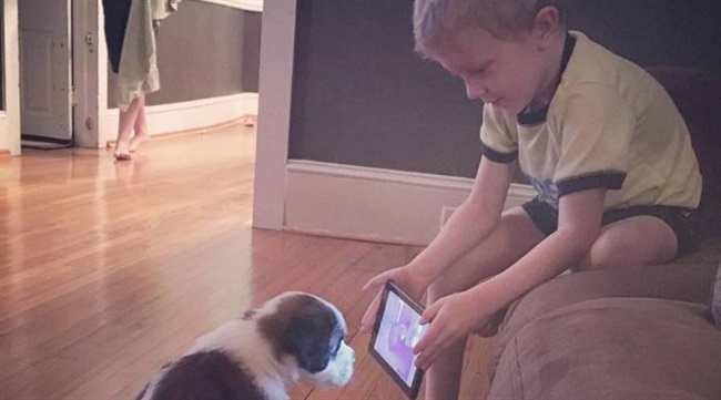 این پسر بجای فرستادن توله سگش برای تعلیم دیدن ،  او را مجبور میکند که راهنمایی های لازم را از یوتیوب تماشا کند و بیاموزد