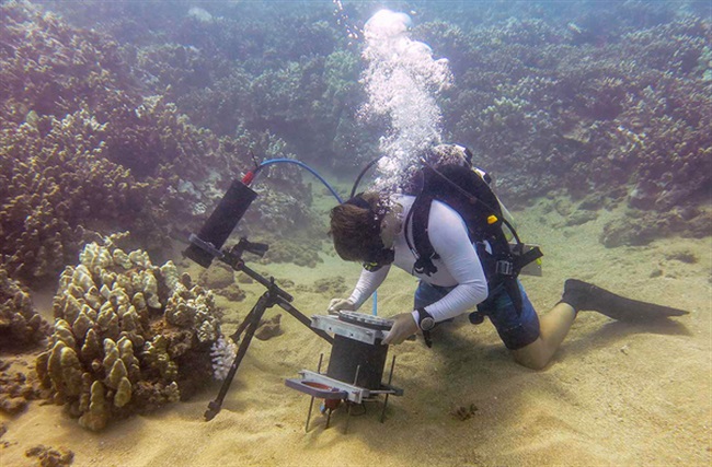 کشف جدید در زیر آب، توسط میکروسکوپ زیر دریایی جدید