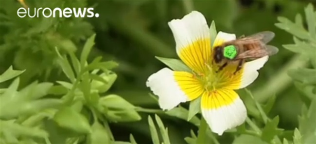 تکنیکی جدید برای نجات زنبورهای عسل با بر چسب زدن