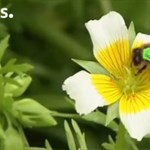تکنیکی جدید برای نجات زنبورهای عسل با بر چسب زدن