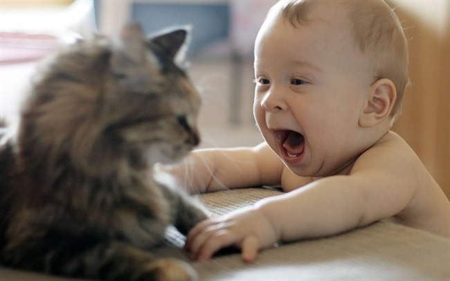 دانشمندان: گربه ها قادرند نوزاد تازه متولد شده را از آسم را نجات دهند