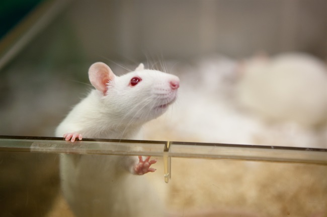 دانشمندان با استفاده از دستکاری در ژن‌ها DNA بیماری HIV در موش زنده را نابود کردند