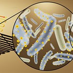 باکتری‌های سایبورگی، جایگزین مناسبی برای سوخت های فسیلی