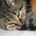 دانشمندان: انگل گربه می تواند باعث ایجاد سرطان مغزی شود