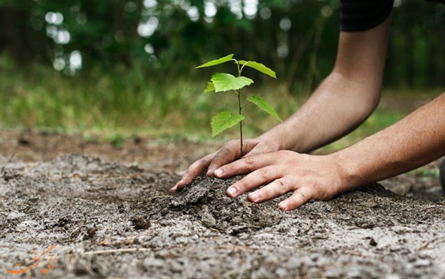 موفقیت ۹۵ درصدی پروژه درختکاری ایرانسل