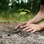 موفقیت ۹۵ درصدی پروژه درختکاری ایرانسل