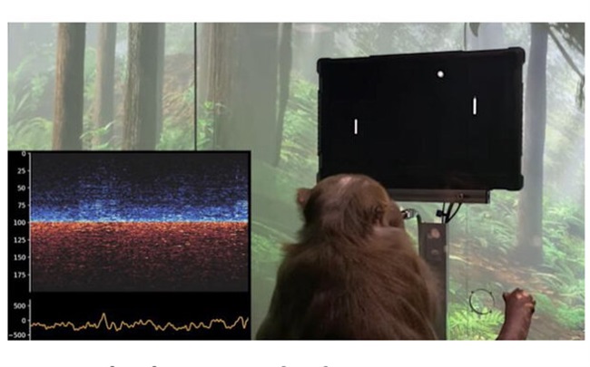 میمونی که با مغزش روی نمایشگر پینگ‌پنگ بازی می‌کند